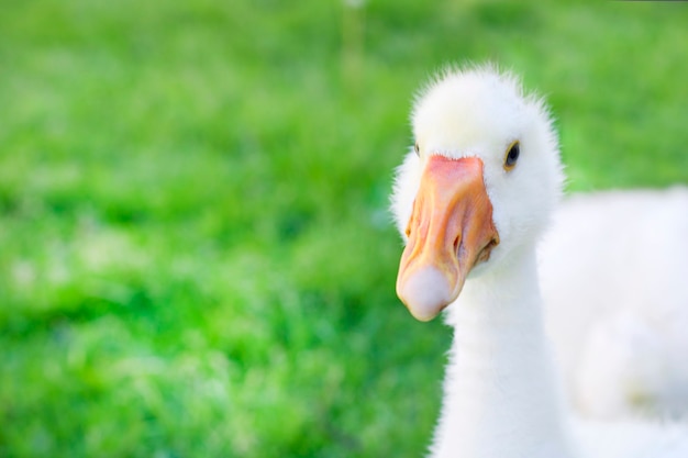 Curious funny goose looks on a sunny day