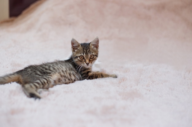 Curious gray kitten. Little cat at home. Small pet