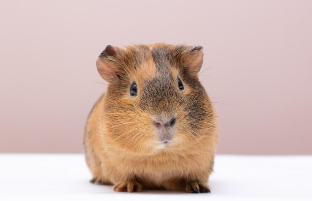 Curious guinea pig on background guinea pig cute portrait copy space