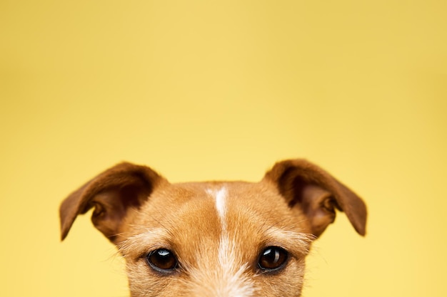 Curious interested dog looks into camera jack russell terrier closeup portrait on yellow background