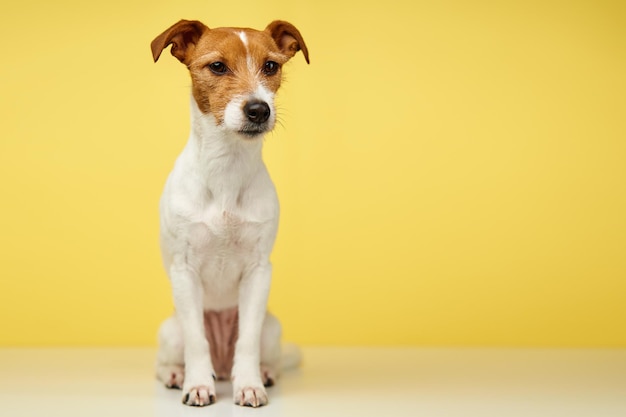 Curious interested dog looks into camera jack russell terrier closeup portrait on yellow background