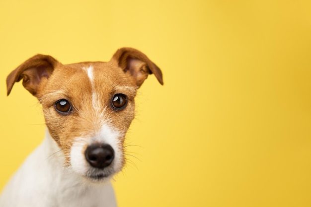 Curious interested dog looks into camera jack russell terrier closeup portrait on yellow background