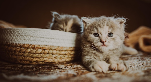 Photo curious kitten exploring a cozy woven basket during a soft afternoon light