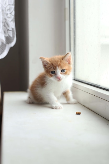 Curious kitten Little cat at home Small pet