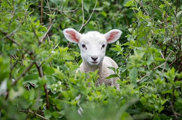 Curious lamb peeking through bushes