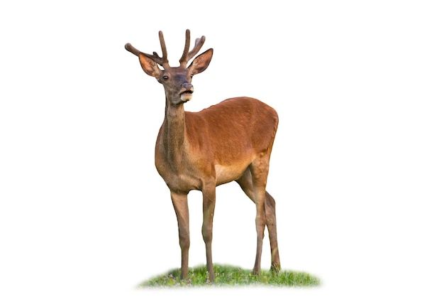 Curious red deer, cervus elaphus, standing on grass isolated on white background. Wondering stag with velvet antlers looking cut out on blank. Wild mammal watching on field with copy space.