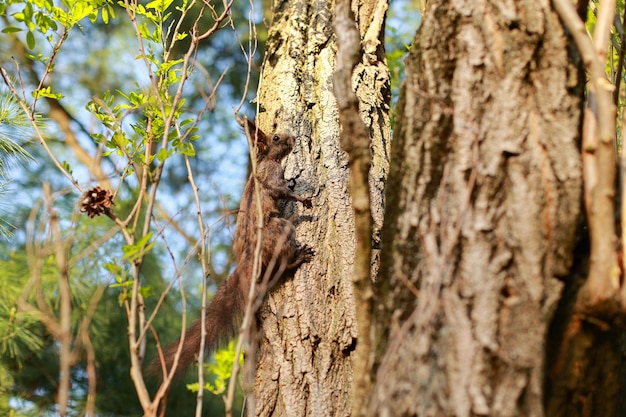 Curious red squirrel peeking behind the tree trunk