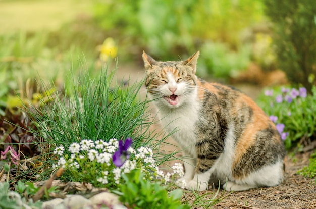   Curious smile cat sits in the garden  next to  blooming flowers