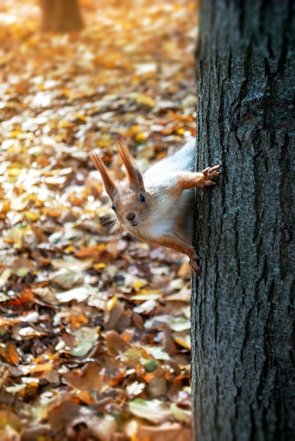 A curious squirrel looks at you sitting on the trunk of the tree.