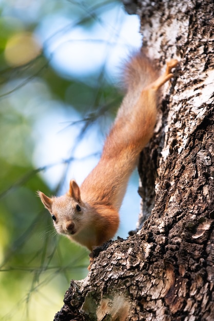 Curious squirrel on a tree in its natural habitat