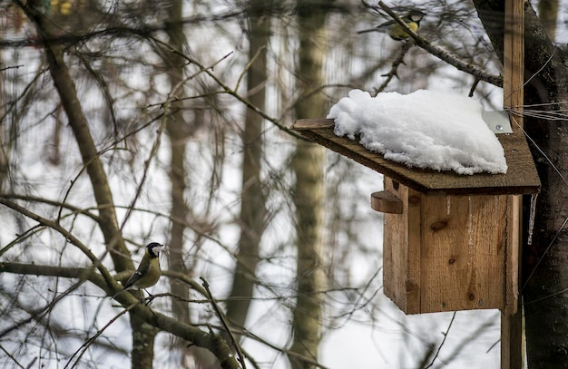 Curious titmouse stretches out and peers into the birdhouse on the roof of which there is snow