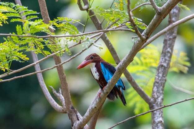 Curious Whitethroated kingfisher Halcyon smyrnensis perched and looking