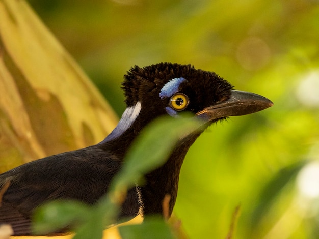 The curl-crested jay (Cyanocorax cristatellus) is a jay from South America..