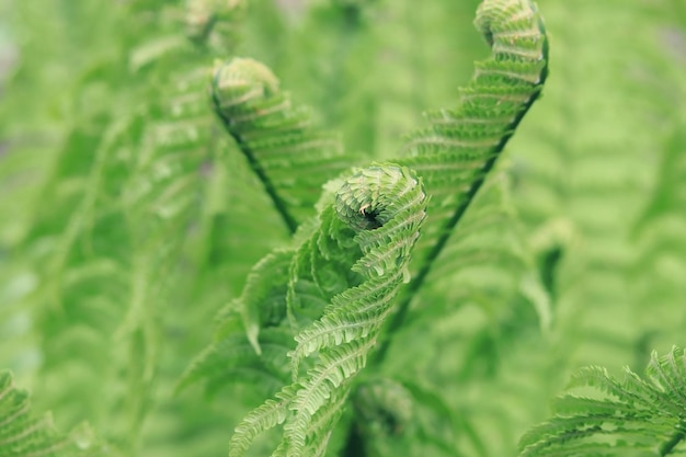 Curled fern leaf Summer green fern leaf close up selective focus Green summer vegetation