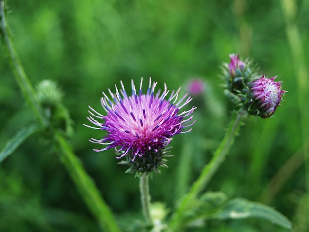 Curled thistle carduus crispus flowering plant in the meadow