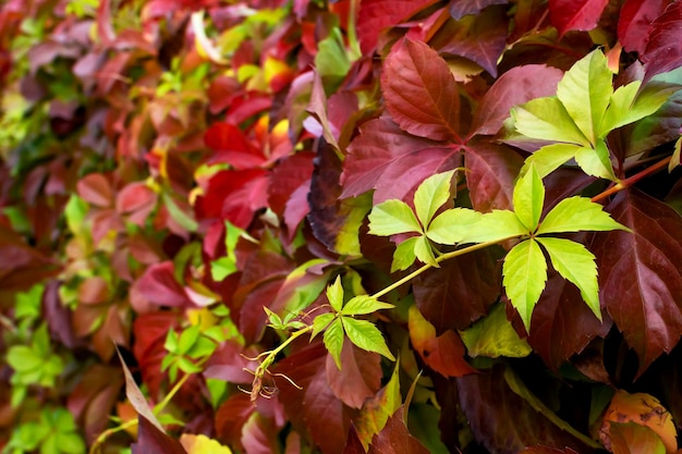 Curly branches plant red green yellow leaves