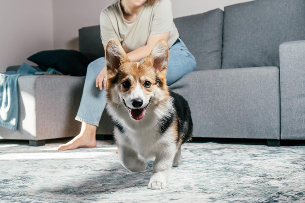 Curly cheerful woman with dog corgi sitting relaxing and playing on floor at home Active fur pet running to camera