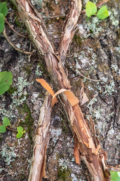 Curly leafless peeling ivy branches are located on a tree trunk in the form of X