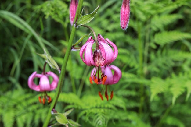 Curly lily or Martagon