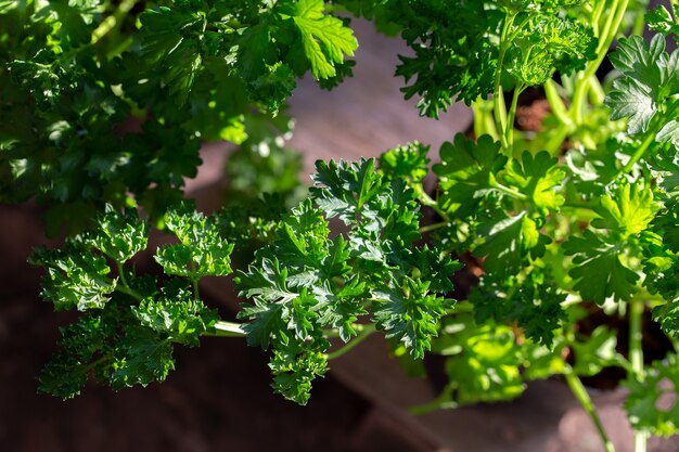 Curly parsley leaves closeup in the garden