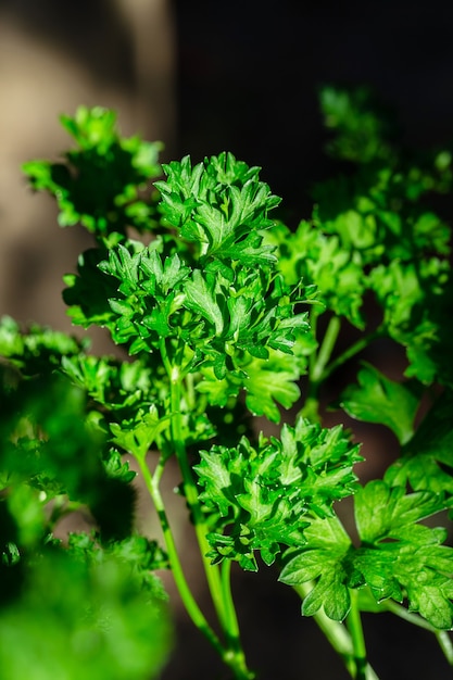 Curly parsley leaves closeup in the garden