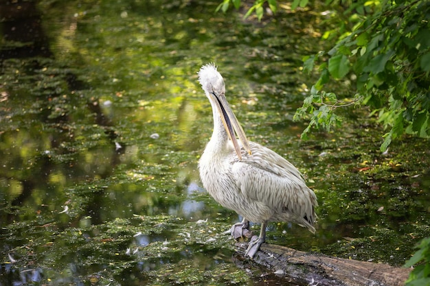 A curly pelican sitting on a branch near water bird cleaning their feathers