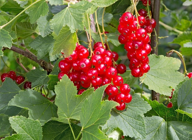 Currant berries on a branch