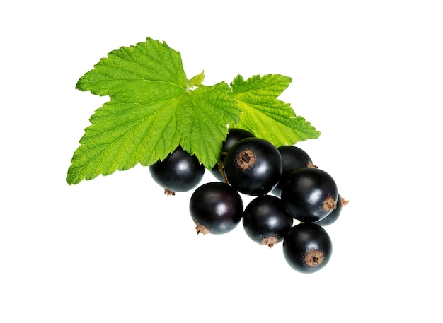 Currant berries isolated