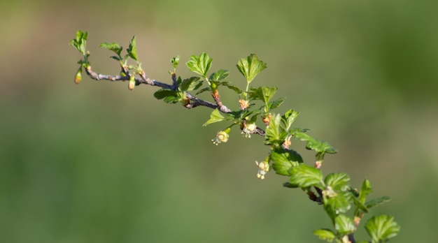 Currant branch with flower on a green blurred background Spring fruit bushes Selective focus