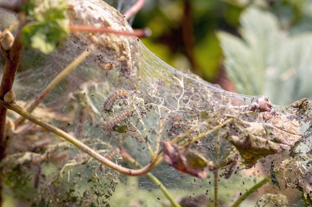 The currant bush is covered with cobwebs and caterpillars. Diseases of garden plants