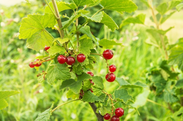 Currant bush with bunches of ripe red currants in summer