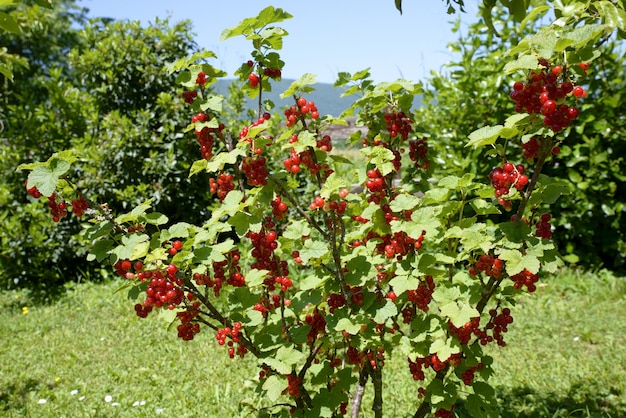 Currant in the garden 