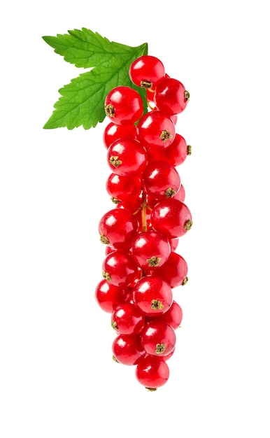 Currant red on white