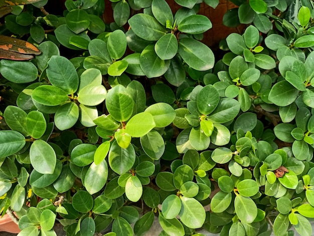 A curtain fig plant with green leaves and a white background