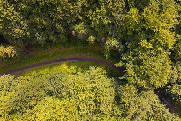 Curve of forest road in summer nature directly from above