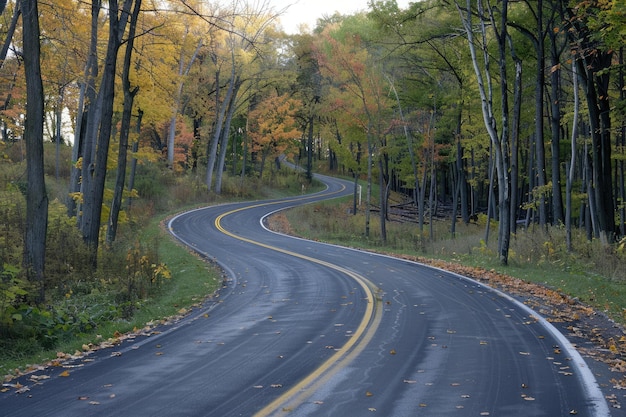 Curved road lined with trees