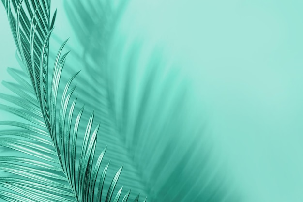 Curving palm leaf and its shadow Monochrome natural background in mint green colors