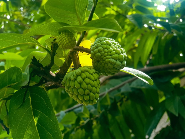 Custard apple fruits on the tree