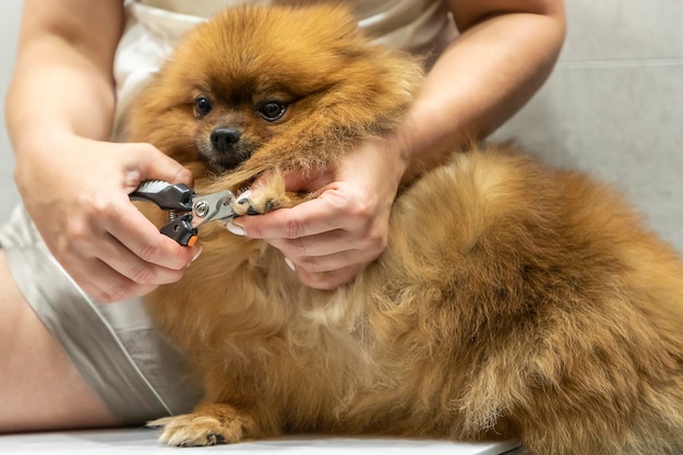 Cut dog claws ar home. Woman cutting pomeranian spitz claws, unhappy dog.