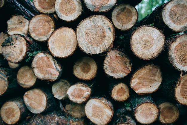 Cut down tree trunks lie in the woods