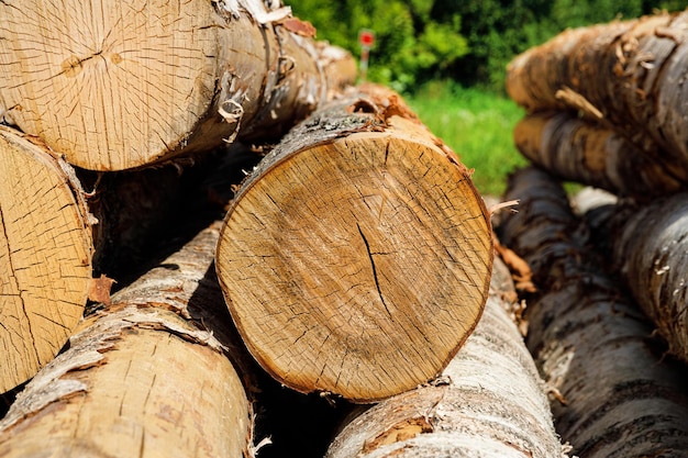 Cut of log birch on a sawmill in nature in the summer. High quality photo