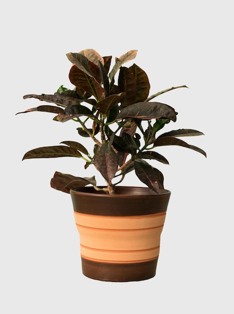 Cut out calatea plant in a pot home decoration isolated