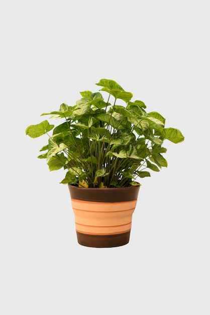 Cut out chinese money plant in a pot home decoration isolated