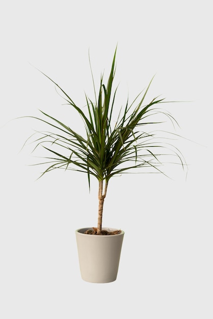 Cut out dracaena plant in a pot home decoration isolated