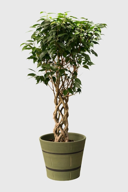 Cut out ficus plant in a pot home decoration isolated