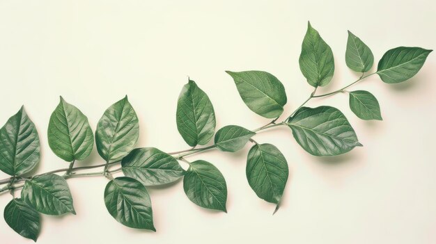 Photo cut out of fresh green leaves on a branch