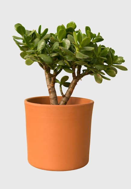 Cut out jade tree plant in a pot home decoration isolated