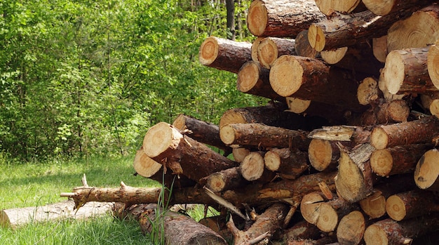 Cut pine logs stacked up on top of each other in a pile against background of green forest. Forest destruction, logging concept.