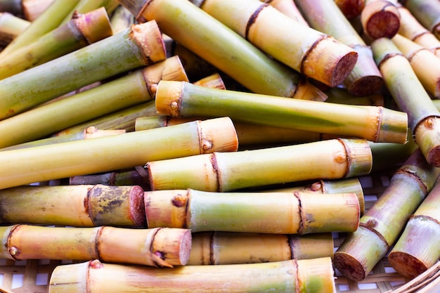 Cut sugar cane for planting