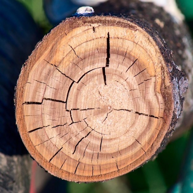 Cut of a tree close up detail